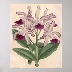 Poster Orquídea Flor de Cattleya Guttata Vintage
