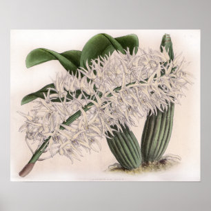 Poster Orquídea Flor Dendrobium hillii Vintage