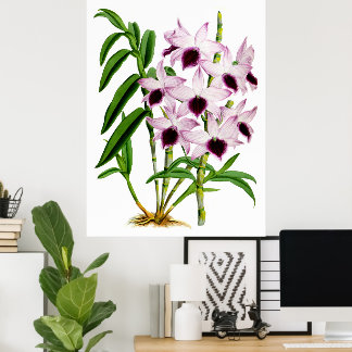 Poster Orquídea Flor Roxa Vintage Branca