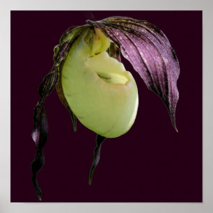 Poster Orquídea Flor Sapatinho de Dama Branca