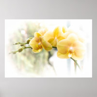 Orquídea-mariposa amarela ao sol