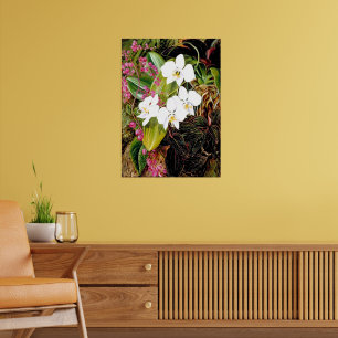Poster Orquídea Mariposa Malaia e uma Trepadeira American