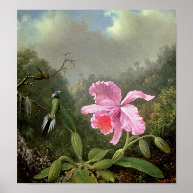 Poster Orquídea Martin Johnson Heade e beija-flores (Frente)