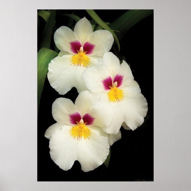 Poster Orquídea - Miltoniopsis - Os Três Amigos (Frente)