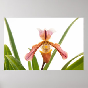 Poster Orquídea - O chinelo vai caber