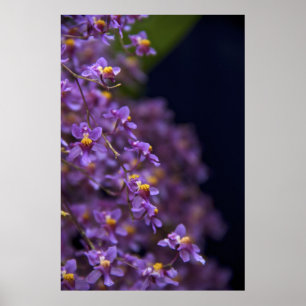 Poster Orquídea Oncidium Twinkle