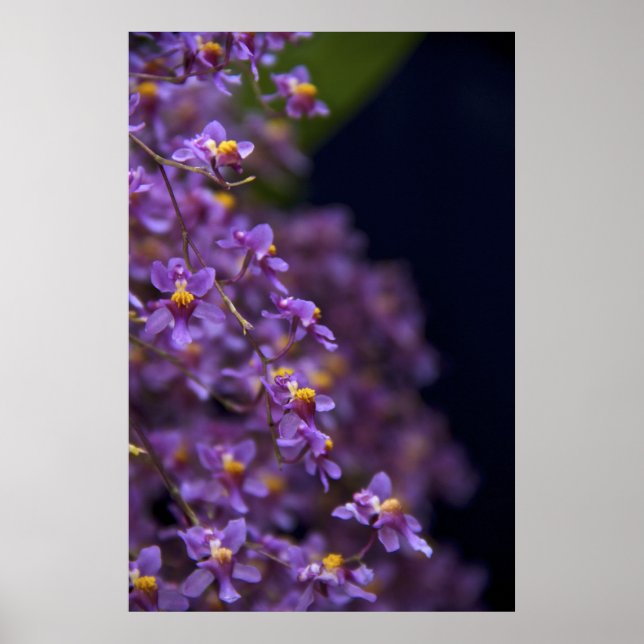 Poster Orquídea Oncidium Twinkle (Frente)