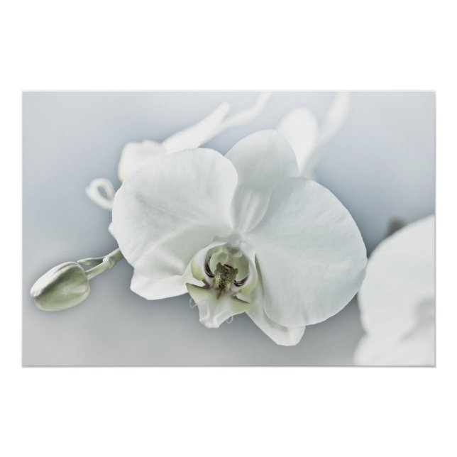 Pôster Orquídea Phalaenopsis Branca (Frente)