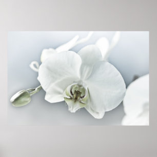 Poster Orquídea Phalaenopsis Branca