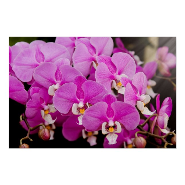 Pôster Orquídea - Phalaenopsis - Tickled pink (Frente)