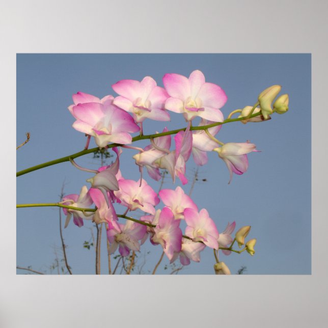 Pôster Orquídea Rosa (Frente)