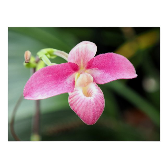 Pôster Orquídea rosa adorável (Frente)
