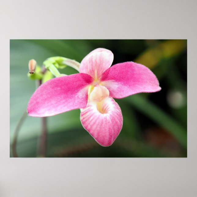 Poster Orquídea rosa adorável (Frente)