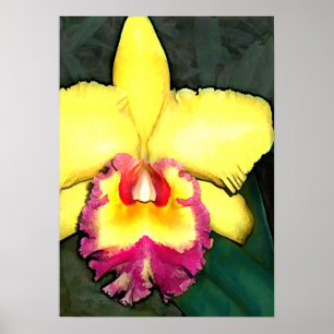 Poster Orquídea roxa & amarela de Cattleya
