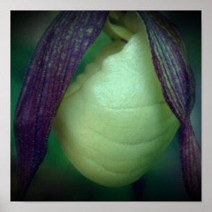 Poster Orquídea Sapatinho de Dama Branco Único Flor Fecha
