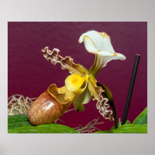 Poster Orquídea Sapatinho de Vênus (Frente)