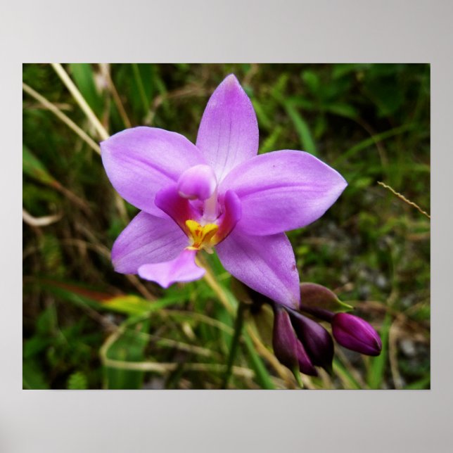 Poster Orquídea Selvagem Roxa Flor Tropical (Frente)
