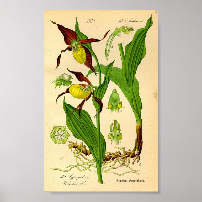 Poster Orquídea-serpente (Cypripedium calceolus) (Frente)
