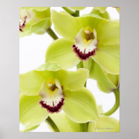 Orquídea Verde fresca - Isolada em branco