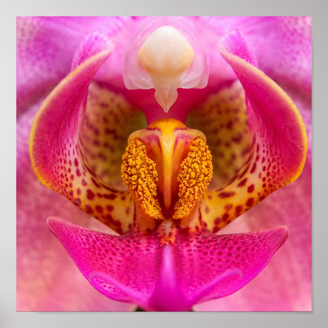 Poster Orquídea Vibrante (Frente)