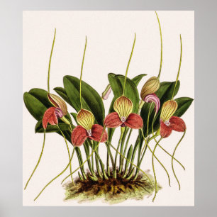 Poster Orquídea Vintage Masdevallia Shuttleworth
