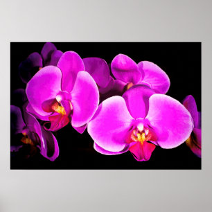 Pôster Orquídea Viva