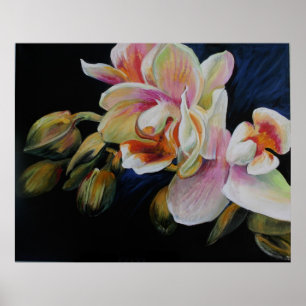 Pôster Orquídeas