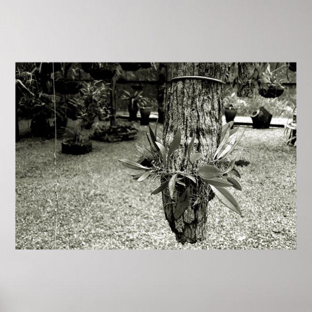 Poster orquideas 04 (Frente)