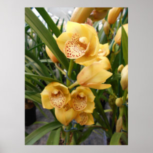 Pôster Orquídeas amarelas do Cymbidium