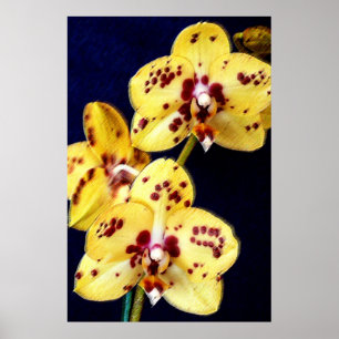 Pôster Orquídeas amarelas e roxas