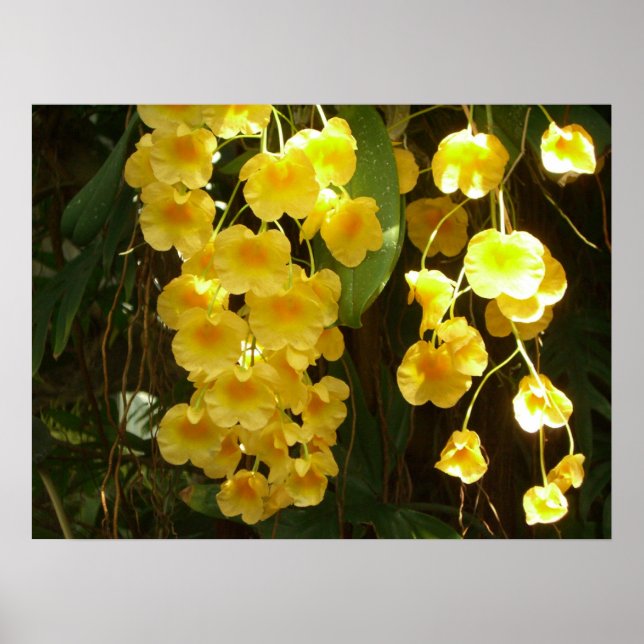 Poster Orquídeas Amarelas Penduradas Flores Tropicais (Frente)