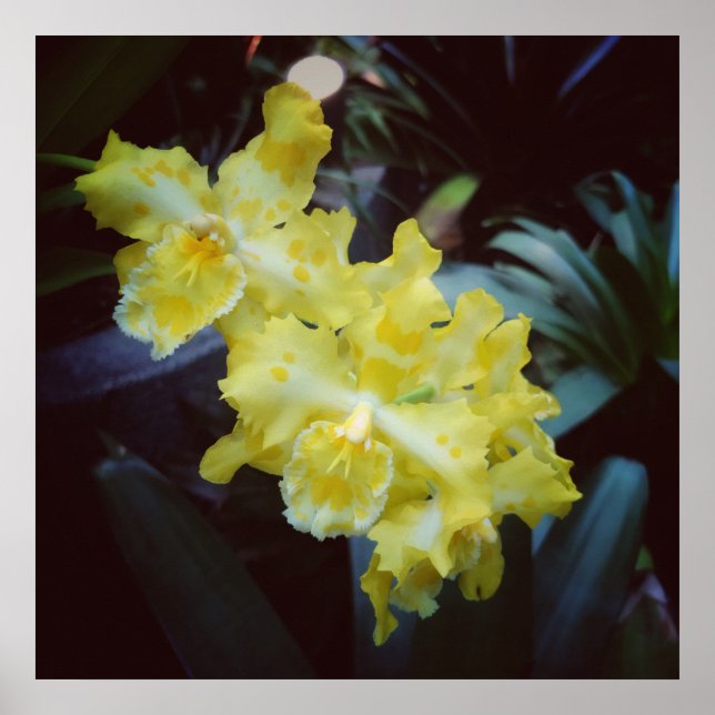 Poster Orquídeas amarelas sobre fundo escuro (Frente)