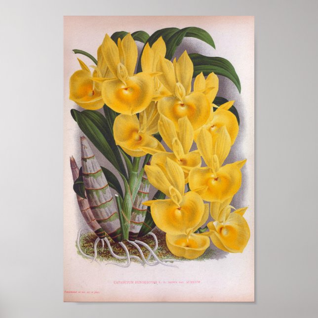 Poster Orquídeas Amarelas Vintage Lush Catasetum Bungerot (Frente)