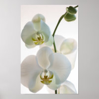 Orquídeas Brancas
