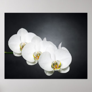 Pôster Orquídeas brancas