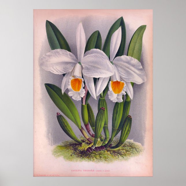 Poster Orquídeas Brancas Cattleya Virginalis (Frente)