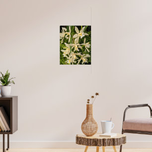 Poster Orquídeas Brancas e Samambaias Florais