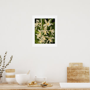 Poster Orquídeas Brancas e Samambaias Florais