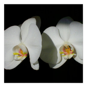 Pôster Orquídeas Brancas Elegantes, foto floral tropical