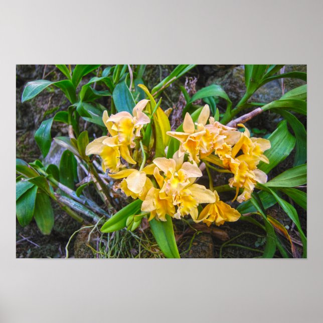 Poster Orquídeas Cattleya Amarelas no Havaí (Frente)