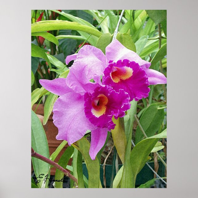 Poster Orquídeas de Cattleya Roxo (Frente)
