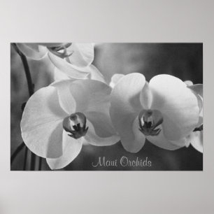 Poster Orquídeas de Maui