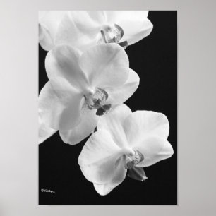 Pôster Orquídeas em preto e branco