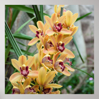 Poster Orquídeas Exóticas
