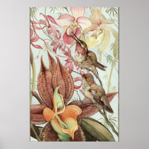 Poster Orquídeas, flores e colibris tropicais do vintage