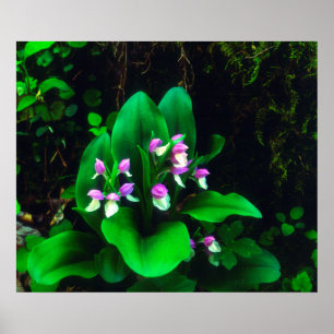 Poster Orquídeas Flores Silvestres
