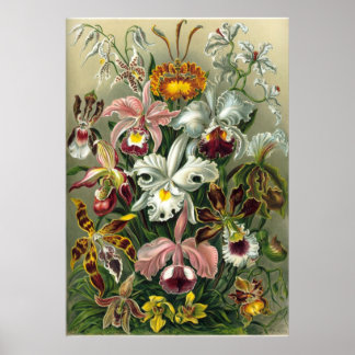 Pôster Orquídeas Haeckel