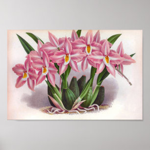Poster Orquídeas Lusciosas Lusciosas Crispum Fastuosum