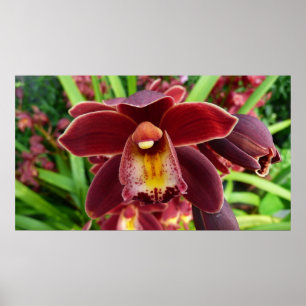 Pôster Orquídeas Maroon I Belo Floral Vermelho