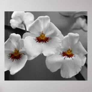 Pôster Orquídeas monocromáticas